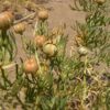 Espand (Syrian Rue) - 500 Gram