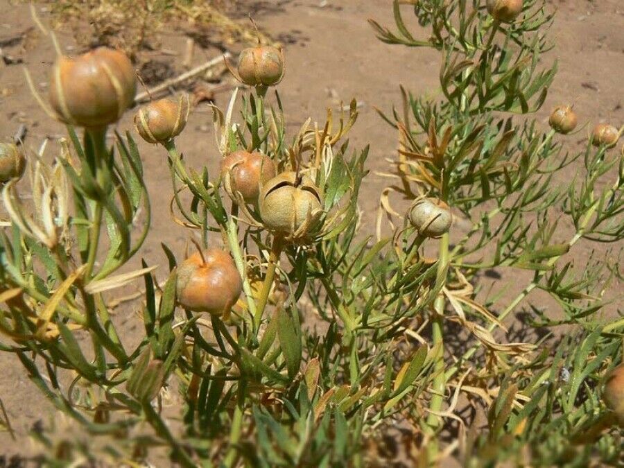 Espand (Syrian Rue) – 500 Gram