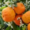 Dried Bitter Orange Petals Premium Herbal Infusion for Teas 800 Gram