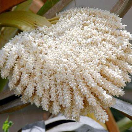 Date Palm Pollen – Fertility Booster, 250 Gram