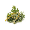 Dried Wormwood (Artemisia absinthium) - 600g Premium Herbal Bitter