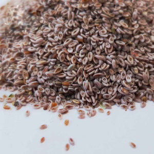 Dried Ispaghula Seeds (Psyllium) – 600 Gram