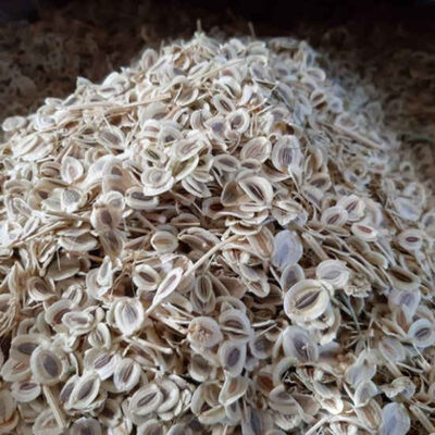 Dried Lovage Seeds – Aromatic Culinary Spice with Distinctive Herbal Flavor – 600g