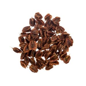 Dried Rhubarb Seeds – 750g Premium Quality Planting Seeds