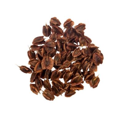 Dried Rhubarb Seeds – Premium Whole Seeds for Planting & Botanical Use – 750g