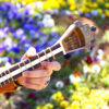 Persian Tar String Instrument – Handcrafted by Iran-Saz, Model Vida