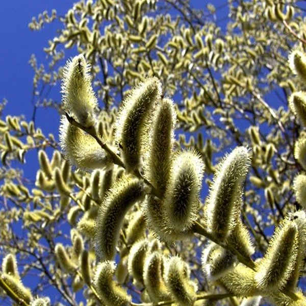 Dried Pussy Willow – 100% Natural & Organic