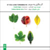 If You Look Towards Me Music Album by Delbar Hakim Ava