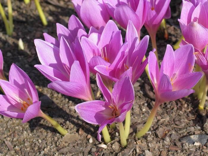 Dried Suranjan Sweet Colchicum – 100g Premium Herbal Remedy