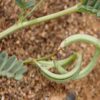 Dried Astragalus Hamosus Seedpods / Hairy Vetchling - 500g
