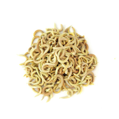 Dried Astragalus Hamosus Seedpods – Hairy Vetchling Seedpods from Iran – 500g