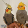 Amigurumi Stuffed Cockatiel Bird - Handmade Crochet Plush Toy