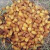 Organic Iranian Al-Mehteri Dates – Early-Ripening Sweet Dried Dates - 2000g