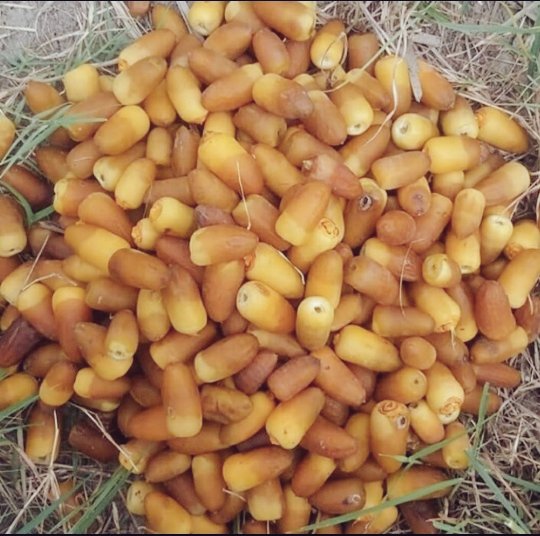 Organic Iranian Al-Mehteri Dates – Early-Ripening Sweet Dried Dates – 2000g