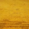 Authentic Handwoven Persian Minimalist Gabbeh Rug - Solid Yellow Wool