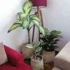 Set of 3 Persian Handwoven Palm Leaf Storage Baskets