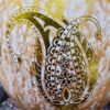 Persian Decorative Hand Painted Ostrich Egg Shell - Paisley