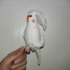 Amigurumi Crochet Stuffed Whiteface Lutino Cockatiel Animal – Adorable & Detailed Plush Toy