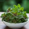 Iranian Dried Vegetables - Premium Dried Oregano (30 grams)