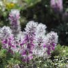 Dried Stachys lavandulifolia Chaye-e-Kohi 800 Gram