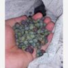 Raw Kurdish Pistachios – Wild Mountain Pistachios, Pistacia Atlantica - 1000 gr