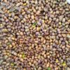 Shelled Kurdish Pistachios – Wild Mountain Pistachios, Pistacia Atlantica - 1000 gr