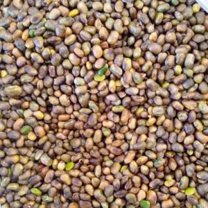 Shelled Kurdish Pistachios – Wild Mountain Pistachios, Pistacia Atlantica – 1000 gr