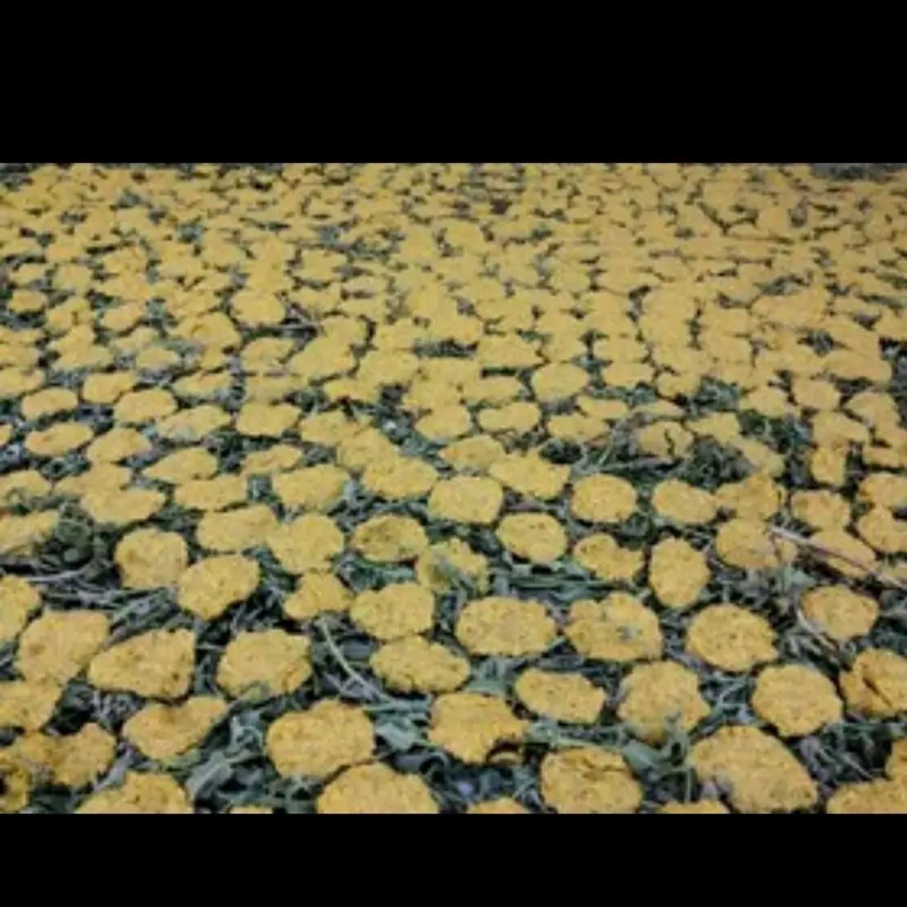 Dry Local Tarkhineh from Kermanshah with Wild Mint – 2000 gr