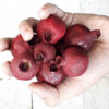Yalda Dried Pomegranate Model for Perfect Decoration 12-Pack