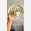 Ceramic Wall-Mounted Planter Elegant Leaf Pattern Pot (1)