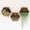Hexagon Wall-Mounted Cactus Planter - Wooden Material (2)